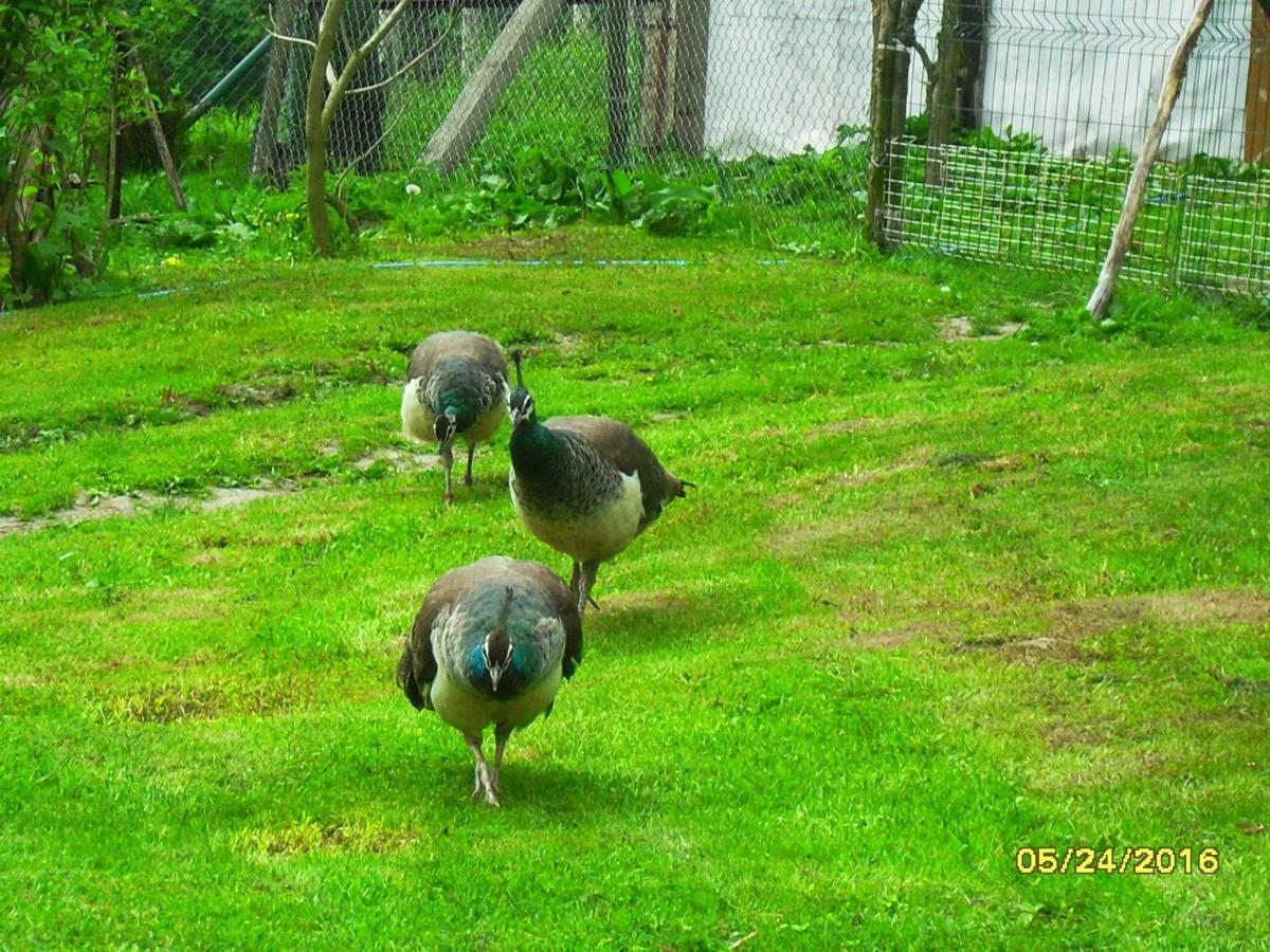 Pokoje Goscinne Ostoja Mirsk エクステリア 写真