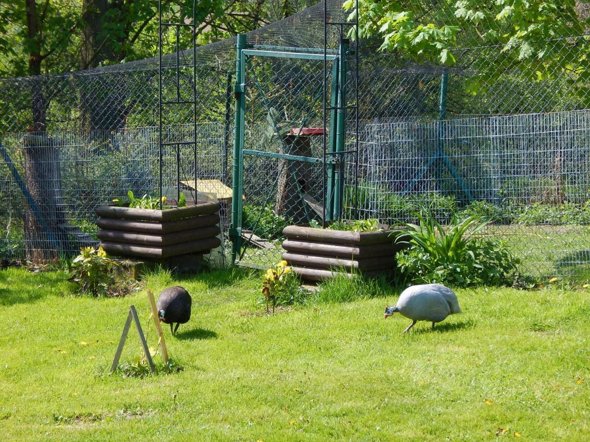 Pokoje Goscinne Ostoja Mirsk エクステリア 写真